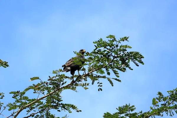 Common Black Hawk Riverbank Tarcoles River Costa Rica — Stock Photo, Image