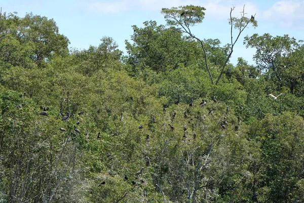 코스타리카의해 나무에 사다새 — 스톡 사진
