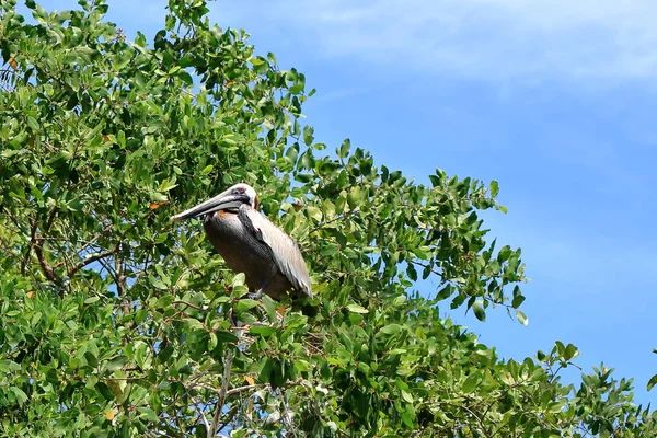 Eine Gruppe Brauner Pelikane Auf Einem Baum Meer Costa Rica — Stockfoto