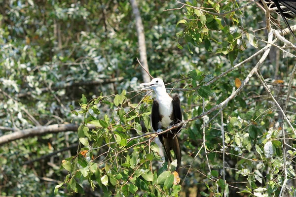 Υπέροχο Frigatebird Είναι Ένα Θαλασσοπούλι Της Οικογένειας Fregatebird Στην Κόστα — Φωτογραφία Αρχείου