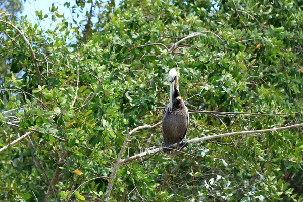 Group Brown Pelicans Resting Tree Ocean Costa Rica — Stock Photo, Image