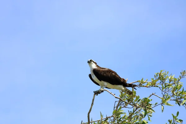 Osprey Pandion Haliaetus Sits Tall Branch Tarcoles River Costa Rica — Foto de Stock