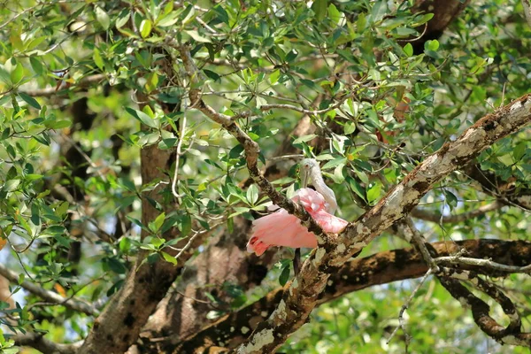Närbild Roseate Spoonbill Costa Rica — Stockfoto