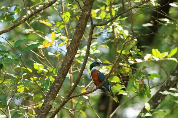 Gyűrűs Kingfisher Megaceryle Torquata Folyó Feletti Ágon Tarcoles Puntarenas Costa — Stock Fotó