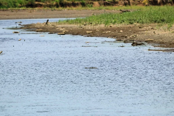 Kosta Rika 'daki Tarcoles Nehri' nde Amerikan timsahı (Crocodylus acutus)