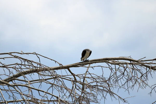 Osprey Pandion Haliaetus Sits Tall Branch Tarcoles River Costa Rica — Fotografia de Stock