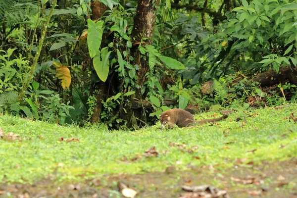 Animal Forêt Tropicale Costa Rica Coati Nez Blanc Nasua Narica — Photo