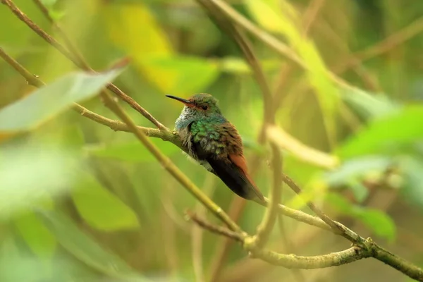 Colorido Hummingbird Kolibri Costa Rica América Central — Fotografia de Stock