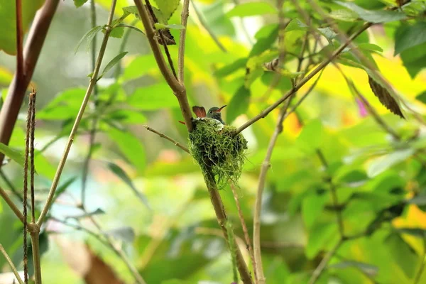 Колоритная Колибри Колибри Коста Рике Центральная Америка — стоковое фото