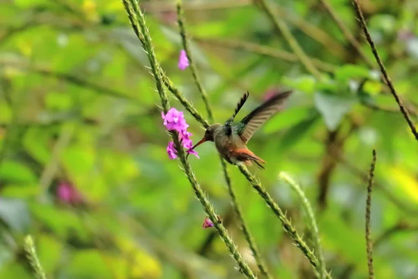 Colorido Hummingbird Kolibri Costa Rica América Central — Fotografia de Stock