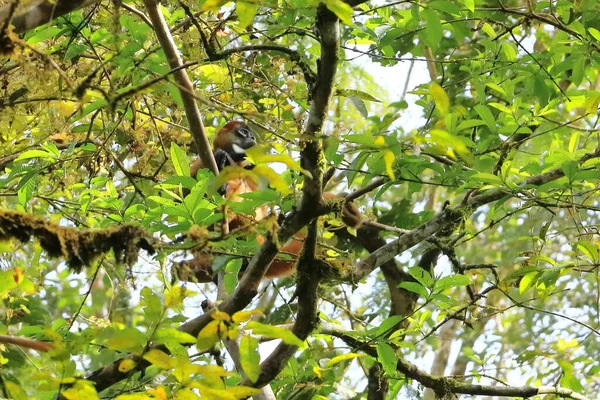 Örümcek Maymunu Dallara Atlıyor Kosta Rika — Stok fotoğraf