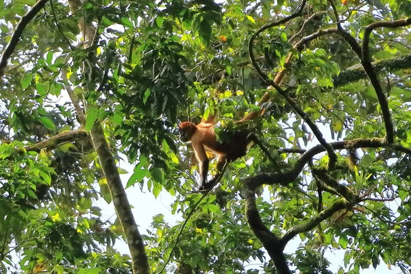 Spider Monkey Jumping Branches Costa Rica — Stock Photo, Image