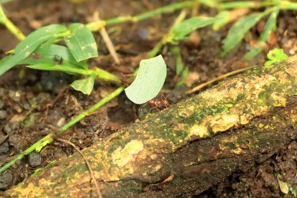 Formigas Cortadoras Folhas Trabalho Transportando Pequenos Pedaços Folhas Cortadas Para — Fotografia de Stock