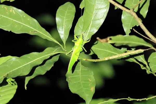 Leaf Grasshopper Costa Rica — Stock Photo, Image