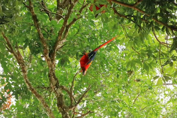 Vilda Scharlakansröda Makåsor Träd Costa Rica — Stockfoto