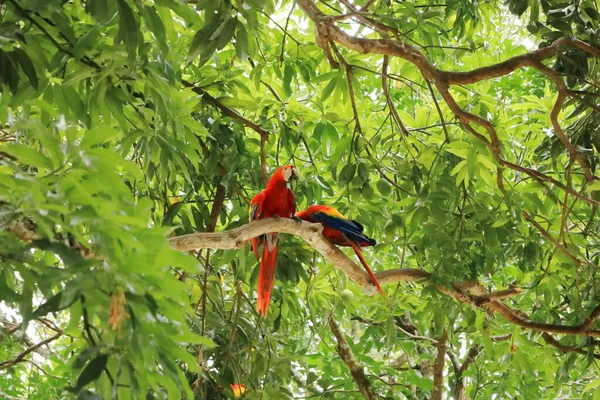 Άγρια Κόκκινα Μακάο Στο Δέντρο Κόστα Ρίκα — Φωτογραφία Αρχείου