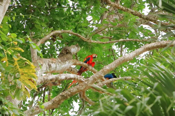 Wilde Scharlachrote Aras Auf Baum Costa Rica — Stockfoto