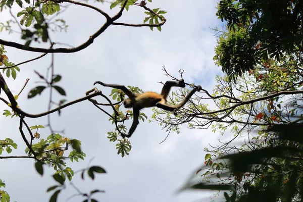 Macaco Aranha Pulando Ramos Costa Rica — Fotografia de Stock