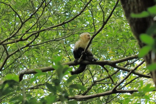 Beyaz Başlı Capuchin Karanlık Tropik Ormanda Siyah Maymun Vahşi Yaşam — Stok fotoğraf