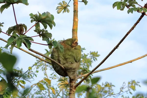Ağaç Dalında Asılı Sevimli Bir Tembel Hayvan Komik Bir Yüz — Stok fotoğraf
