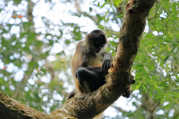 Mono Araña Saltando Sobre Ramas Costa Rica —  Fotos de Stock
