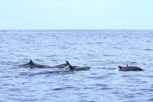 Kosta Rika Nın Pasifik Okyanusu Ndaki Yunuslar — Stok fotoğraf