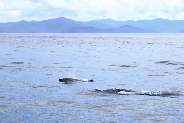 Дельфины Тихом Океане Коста Рики — стоковое фото