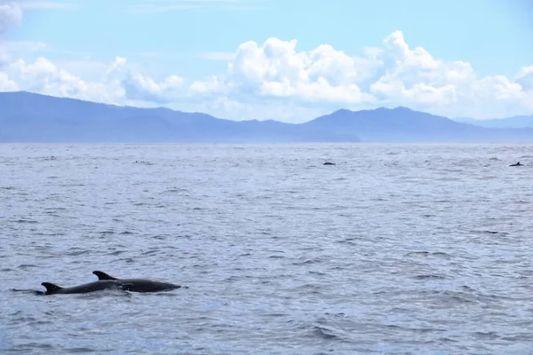 Delfines Océano Pacífico Costa Rica —  Fotos de Stock