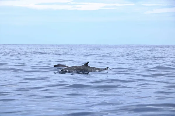 コスタリカの太平洋のイルカ — ストック写真