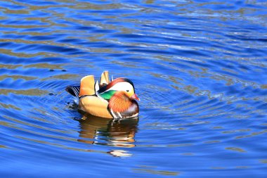 Brandeburg, Almanya 'da Mandarin Ördeği (Aix galericulata)