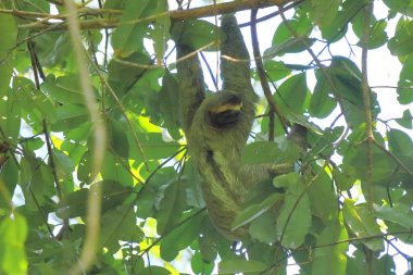 Ağaç dalında asılı sevimli bir tembel hayvan, komik bir yüz ifadesi, Kosta Rika yağmur ormanlarındaki vahşi hayvan portresi, Bradypus çeşidi, kahverengi boğazlı üç parmaklı tembel hayvan.