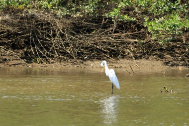 Büyük Akbalıkçıl, Kosta Rika, Amerika Merkez