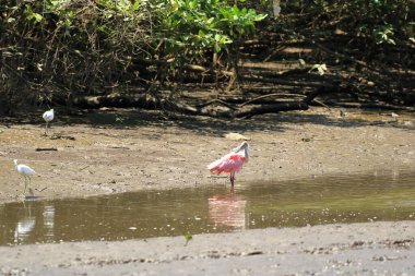 Bir Roseate Spoonbill 'in Kapanışı, Kosta Rika