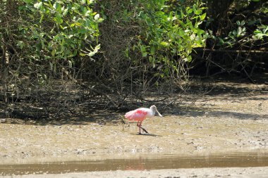 Bir Roseate Spoonbill 'in Kapanışı, Kosta Rika
