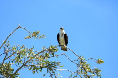 Osprey, Pandion haliaetus, sits on a tall branch, Tarcoles River, Costa Rica