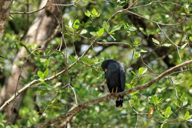 Tarcoles nehrinin nehir kıyısındaki ortak kara şahin, costa rica