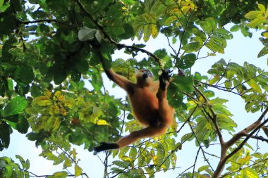 Örümcek maymunu dallara atlıyor, Kosta Rika