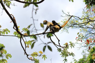 Örümcek maymun ve bebek, Kosta Rika