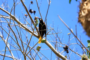 Montezuma Oropendola, Kosta Rika, Orta Amerika