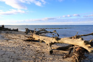 Almanya 'da Greifswald yakınlarında bir deniz kıyısındaki kırık bir ağaç manzarası