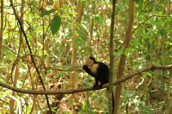 Capucin Tête Blanche Singe Noir Dans Forêt Tropicale Sombre Faune — Photo