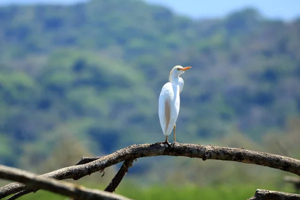 哥斯达黎加Bubulcus Ibis的Cattle Egret — 图库照片
