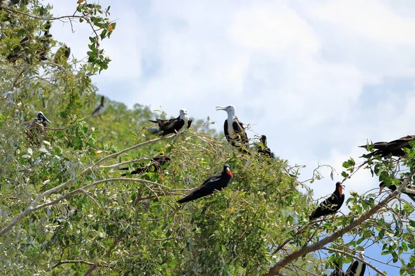 Magnifico Frigatebird Uccello Marino Della Famiglia Fregatebird Costa Rica — Foto Stock
