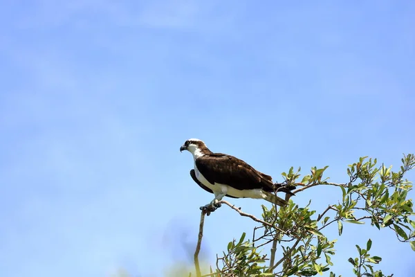 Osprey Pandion Haliaetus Sits Tall Branch Tarcoles River Costa Rica — Foto de Stock