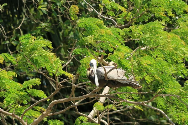 Grupo Pelícanos Marrones Descansando Sobre Árbol Junto Océano Costa Rica —  Fotos de Stock