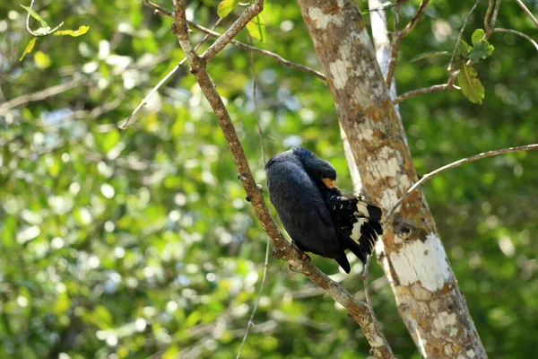 Обыкновенный Чёрный Ястреб Берегу Реки Тарколес Коста Рика — стоковое фото