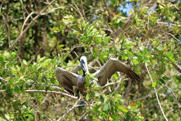 Kosta Rika Okyanusun Kıyısındaki Bir Ağaçta Dinlenen Bir Grup Kahverengi — Stok fotoğraf