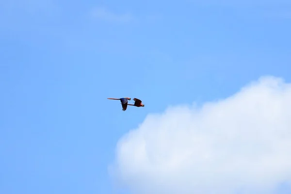 Wild Scarlet Macaws Tree Costa Rica — Stock Photo, Image
