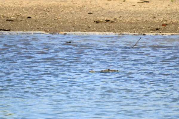 Αμερικανικός Κροκόδειλος Crocodylus Acutus Στον Ποταμό Tarcoles Στην Κόστα Ρίκα — Φωτογραφία Αρχείου