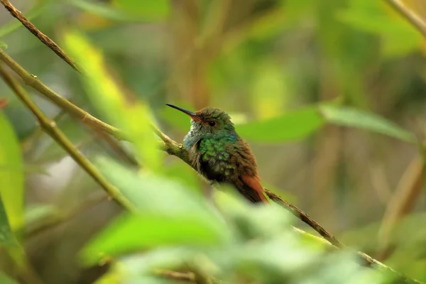 Színes Kolibri Kolibri Costa Ricában Közép Amerikában — Stock Fotó